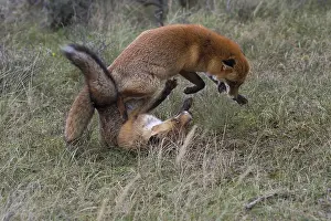 Red foxes (Vulpes vulpes), Netherlands