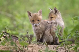 Red foxes (Vulpes vulpes), puppies