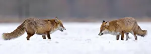 Two Red foxes (Vulpes vulpes), in winter