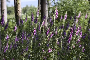 Red foxglove at the edge of the forest