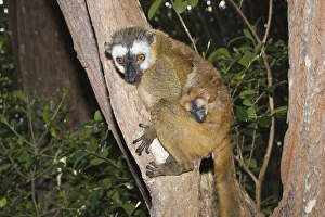 Red-Fronted Brown Lemur (Eulemur rufus) and young