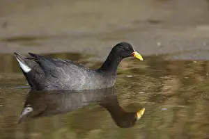 Red-fronted Coot (Fulica rufifrons)