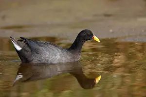 Red-fronted Coot (Fulica rufifrons) adult