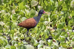 Red-fronted leafchicken (Jacana jacana)