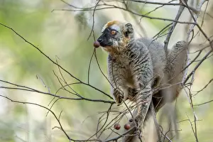 Red-fronted lemur (Eulemur rufifrons)