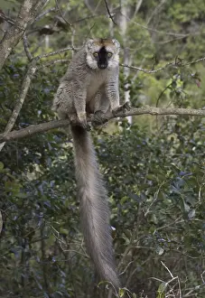 Red-fronted Lemur, Red-fronted Brown Lemur or Southern Red-fronted Brown Lemur (Eulemur rufifrons)