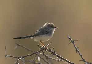 Red-fronted Warbler (Spiloptila rufifrons)