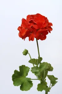 Red Geranium ( Pelargonium) inflorescence and leaves