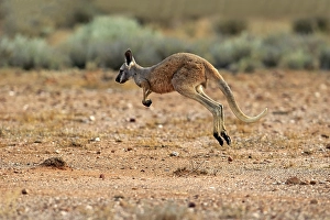 Red Giant kangaroo (Macropus rufus)