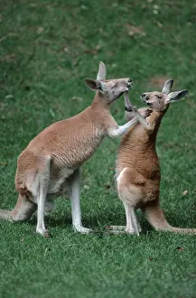 Red giant kangaroos, boxing, red (Macropus rufus) giant kangaroo