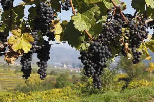 Red grapes on grapevine, Weissenkirchen in the Wachau valley
