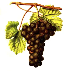 Red grapevine, Wein, grape Cambridge