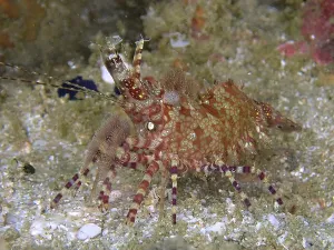 Red-green patterned common marbled shrimp (Saron marmoratus) crawling on a sandy substrate
