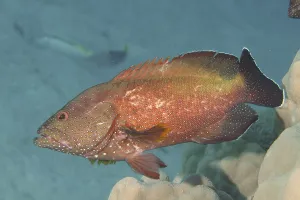 Red grouper (Cephalopholis hemistiktos)