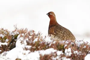 Red grouse (Lagopus lagopus scotica) adult bird on a snow covered moorland hillside in winter