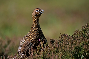 Category Scandinavia Prints: Red Grouse (Lagopus lagopus scoticus)