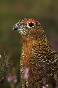 Red Grouse (Lagopus lagopus scoticus)