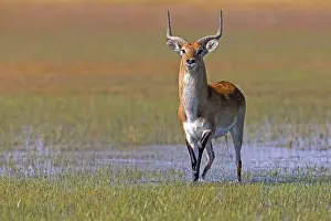 Red hartebeest, Africa, Botswana