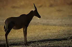 Red hartebeest (Alcelaphus buselaphus)