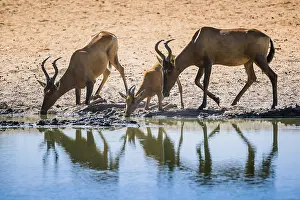 Red hartebeest (Alcelaphus buselaphus caama)