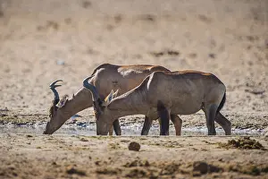 Red hartebeest (Alcelaphus buselaphus caama)