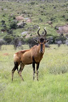 Red hartebeest (Alcelaphus buselaphus caama)