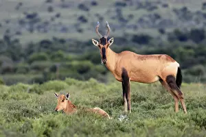 Red hartebeest (Alcelaphus buselaphus caama)