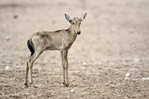 Red Hartebeest (Alcelaphus buselaphus caama) calf