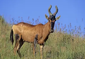 Red Hartebeest (Alcephalus buselaphus)