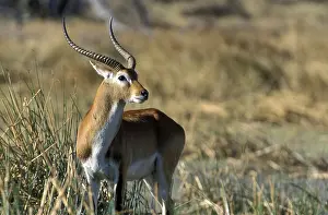Red hartebeest (Kobus leche)