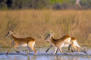Red hartebeest (Kobus leche) ml