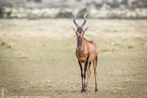 Red hartebeest standing in the grass and starring at the camera in the Kgalagadi Transfrontier Park