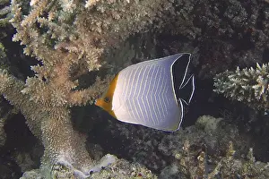 Red-headed butterflyfish (Chaetodon larvatus)
