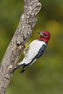 Red-headed Woodpecker (Melanerpes erythrocephalus)