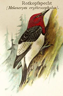 Red-headed woodpecker (Melanerpes erythrocephalus) Tree trunk
