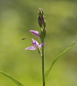 Red Helleborine (Cephalanthera rubra)