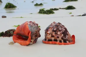 Red helmet snails, Zanzibar (Cassis rufa)
