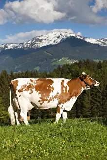 Red Holstein Cattle, dairy cattle wearing a halter on a meadow