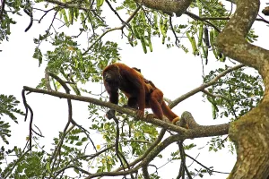 Red Howler Monkey (alouatta seniculus)
