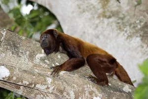Red Howler Monkey (alouatta seniculus)