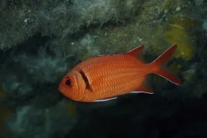 A red Jacobus soldierfish (Myripristis jacobus) in the water