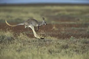 Red Kangaroo (Macropus rufus), adult bounding