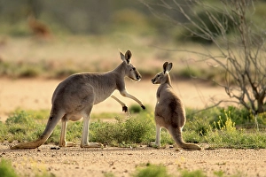 Red Kangaroo (Macropus rufus) adult female and young