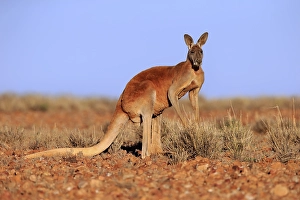 Red kangaroo (Macropus rufus), adult male