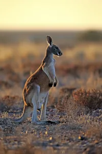 Red Kangaroo (Macropus rufus), adult male