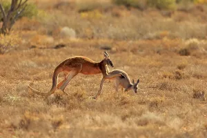 Red kangaroo (Macropus rufus), adult pair courtship