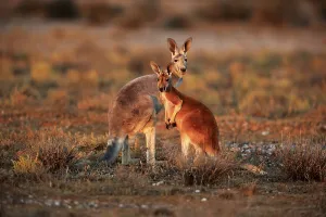 Red kangaroo (Macropus rufus), female with half-grown young