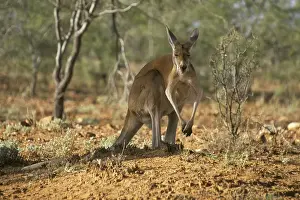 Red Kangaroo (Macropus rufus), male