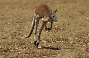 Red kangaroo (macropus rufus), MALE