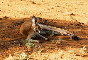 Red kangaroo (Macropus rufus), Red Giant Kangaroo